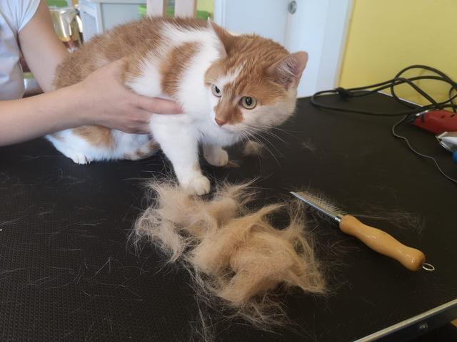 Auch Katzen werden in der "Pfotenoase" bestens betreut. | Foto: Tanja Hofer