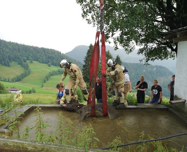 Das Kalb überlebte den Sturz in die Jauchegrube unbeschadet. | Foto: ZOOM.TIROL
