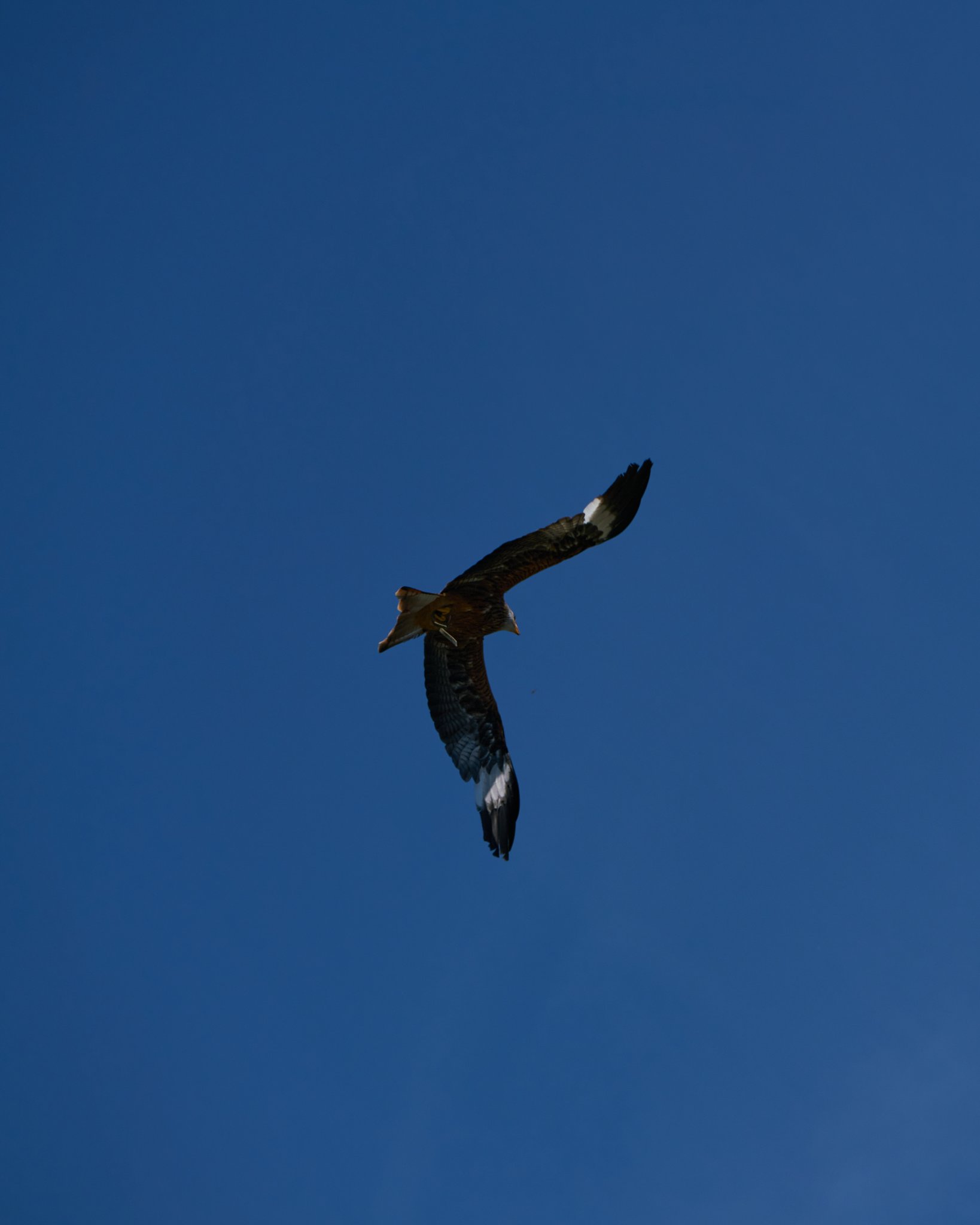 Wie Schnell Ist Ein Adler
