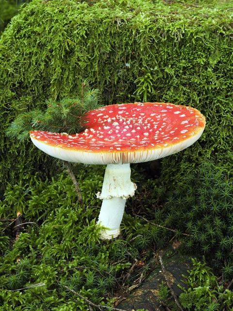 Den giftigen Fliegenpilz kennen die meisten Menschen.  | Foto: Haus der Natur/T. Rücker