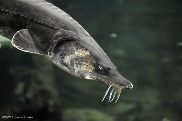 Beluga-Stör