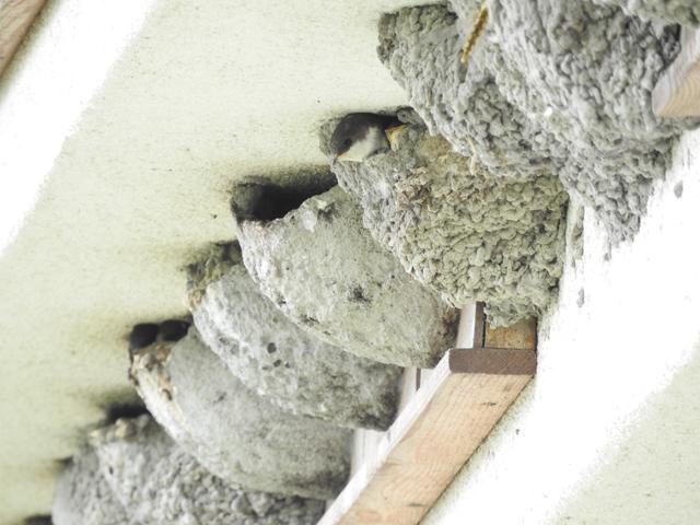 Mehlschwalbenkolonien wie diese sind sehr selten. Da der Bestand stetig schrumpft wird jetzt ersucht, Schwalbennester rund um Haus und Hof zu melden. | Foto: Norbert-Teufelbauer