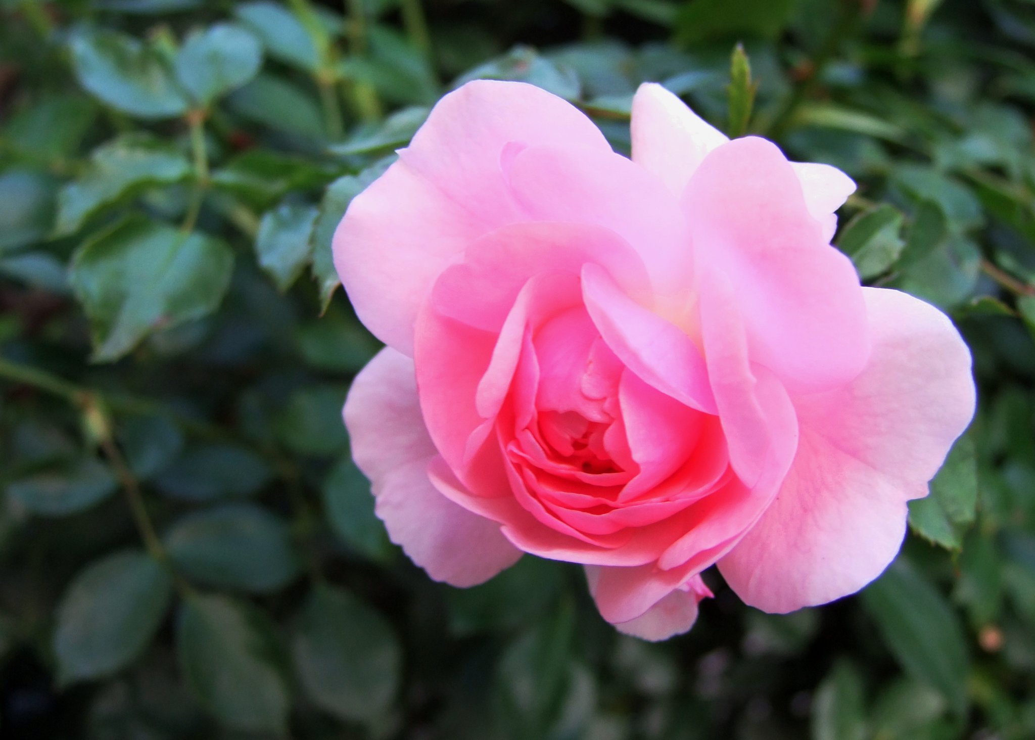 57+ Sommerblumen Vorgarten, Weitere wilde sommerblumen am waldrand,