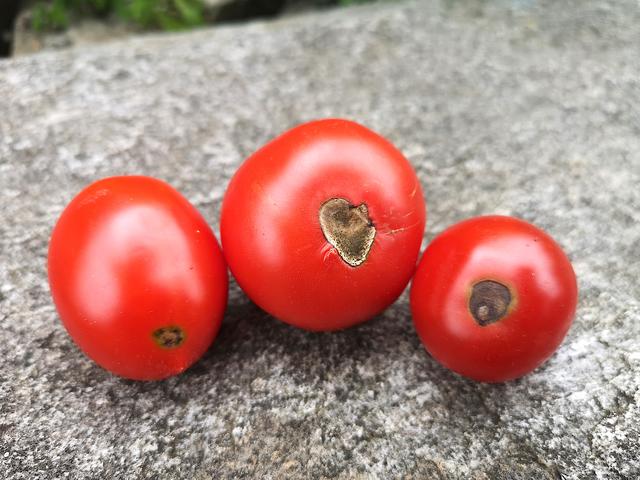 So sieht Blütenendfäule an Tomaten aus
