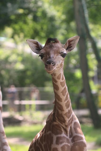 Im Zoo Schmiding freut man sich über den neuesten Nachwuchs: Ein Giraffenbaby. | Foto: Zoo Schmiding/Peter Sterns