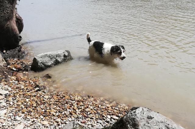 Entlang des Donauufers gibt es zahlreiche Stellen, an denen sich Hunde abkühlen können.