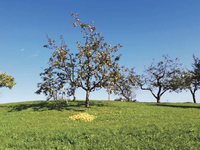 Streuobstwiesen bereichern das Landschaftsbild.