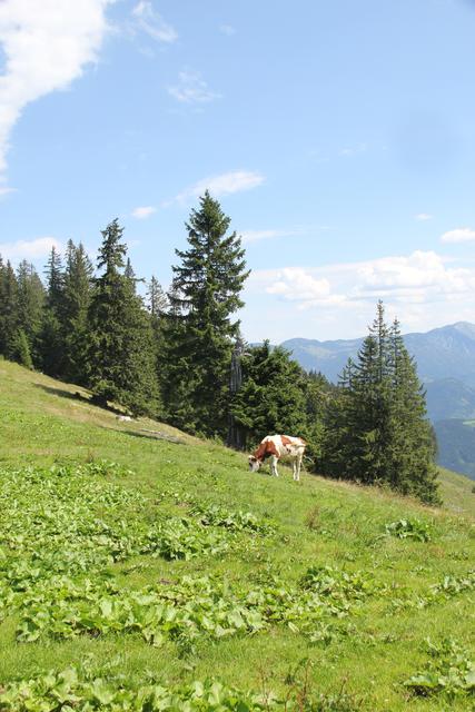 Foto: Eva Dietl-Schuller