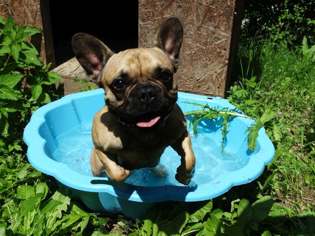 Die Initiative "Dog Zone - Outdoor statt Auto" bietet Hundehaltern eine tierfreundliche Lösung an heißen Tagen. | Foto: TSA