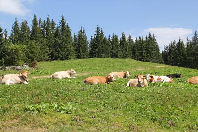 Foto: Eva Dietl-Schuller