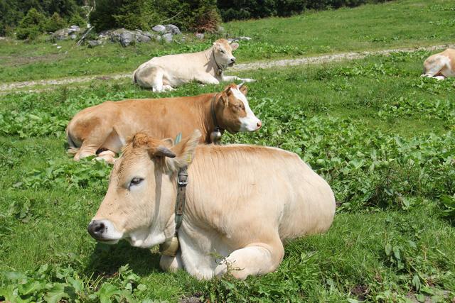 Foto: Eva Dietl-Schuller