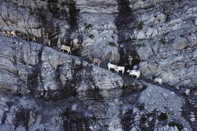 Kühe an der Felswand: „Heimatleuchten: Käse, Kühe und ein Klavier – Almleben in Tirol“ auf ServusTV.