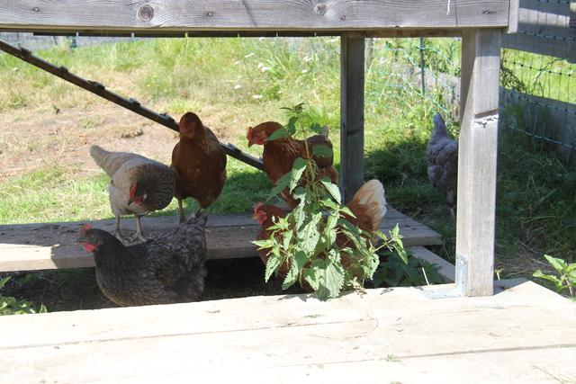 Foto: Eva Dietl-Schuller