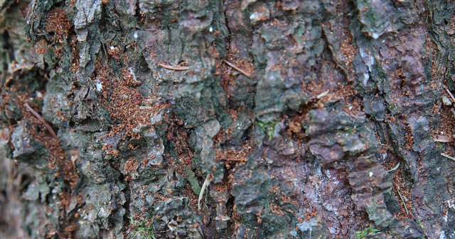 Bohrmehlreste auf der Baumrinde.