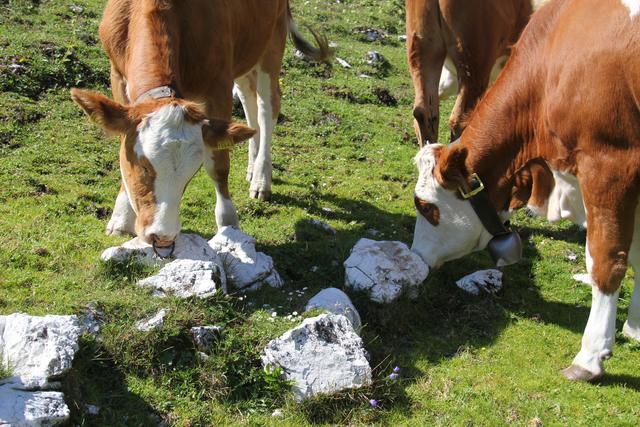 Foto: Eva Dietl-Schuller