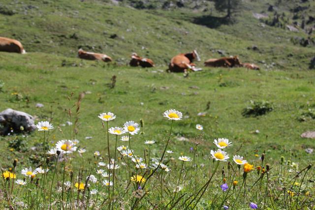 Foto: Eva Dietl-Schuller