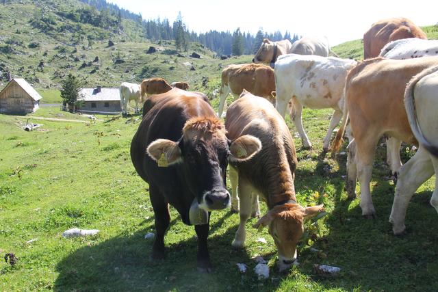 Foto: Eva Dietl-Schuller