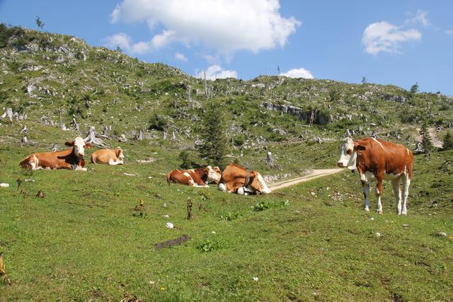 Foto: Eva Dietl-Schuller