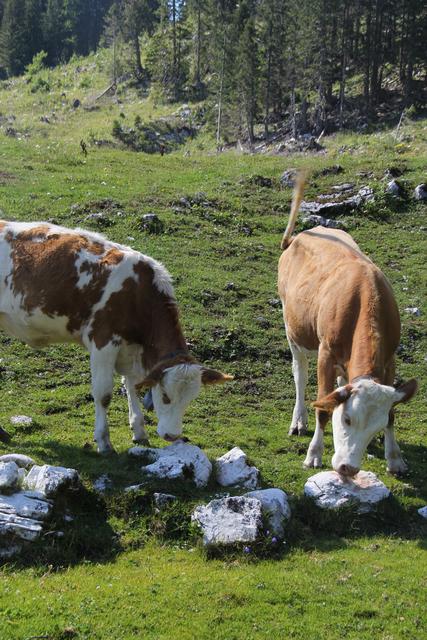 Foto: Eva Dietl-Schuller