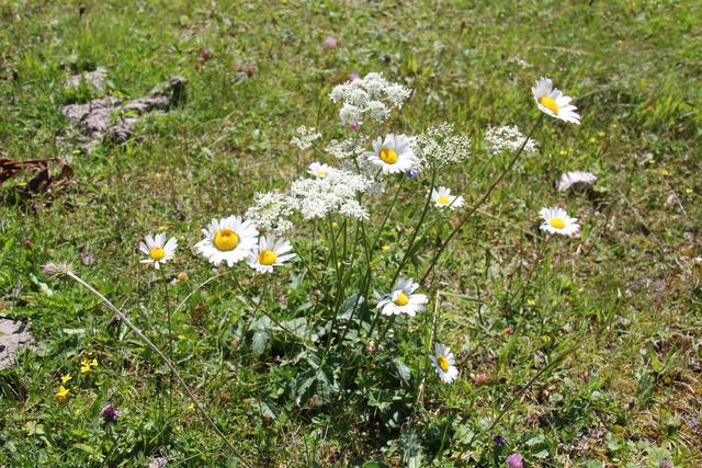 Foto: Eva Dietl-Schuller