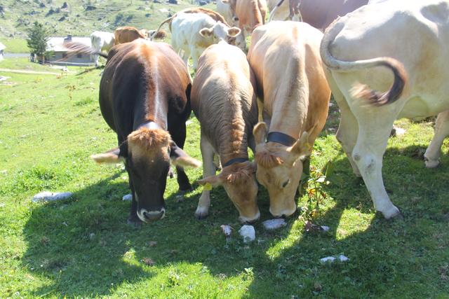 Foto: Eva Dietl-Schuller