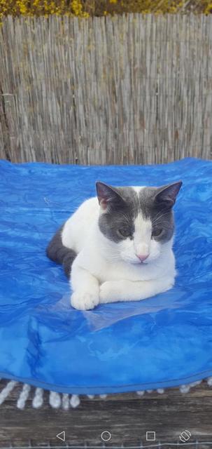 Kater "Sandro" ist seit mehr als einer Woche in Bärnbach abgängig.