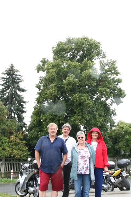 Vor der 15 Meter hochen Linde: Stocker, Starkmann, Havelka und Mader (v.l.).