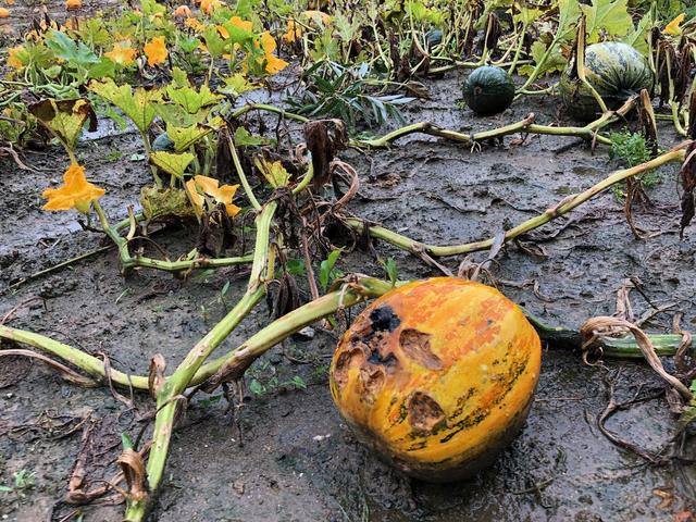 Hagelschäden von früheren Unwettern paaren sich mit den Schäden durch den Starkregen.