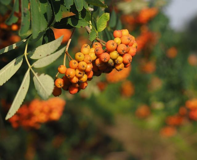Man sieht sie oft am Straßenrand - die Vogelbeeren.