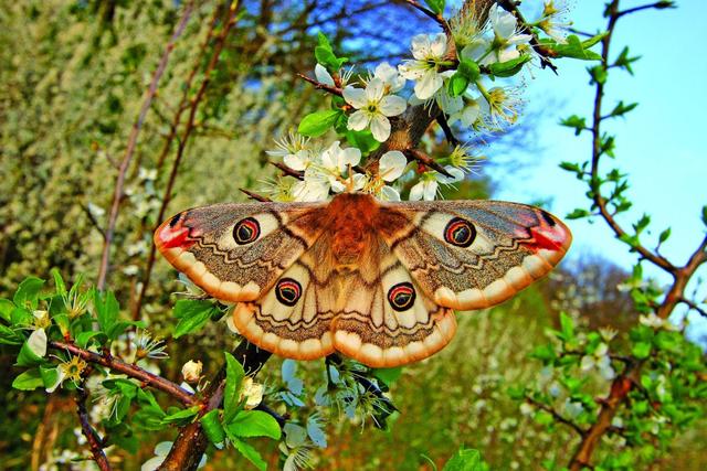 Das Kleine Nachtpfauenauge-eine Besonderheit der Trockenrasen | Foto: Landschaftspflegeverein/Mrkvicka