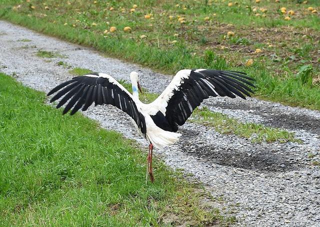 Drei Jungstörche und Mama Storch sind wieder in Stallhofen, ein Junges überwintert in Tillmitsch.