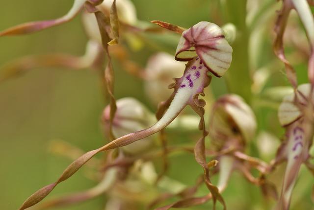 Die Adria- Riemenzunge gehört zu den wilden Orchideen und steht auf der roten Liste der gefährdeten Arten.  | Foto: Baumgartner