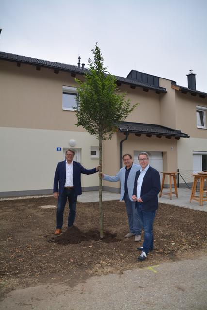 OSG-GF Alfred Kolar, Bürgermeister Markus Ulram und sein Vize Paul Brunner freuen sich über das fertige Projekt und die Neupflanzung der Säulenhainbuchen.