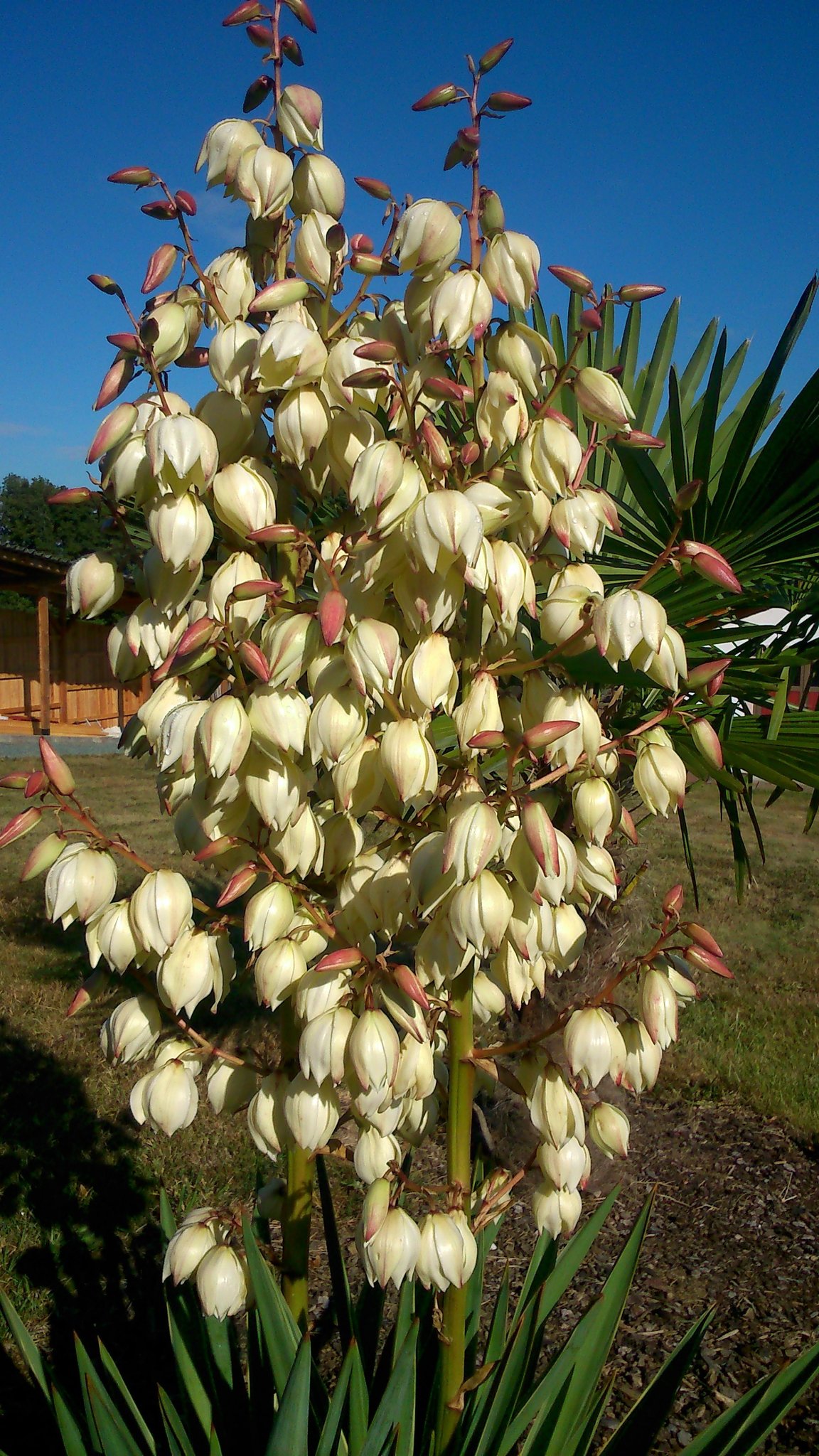 olivenbaum kaufen balkon Olivenbaum-Stämmchen 100-120 cm – Mediterraner Olivenbaum für Garten,  Balkon & Terrasse