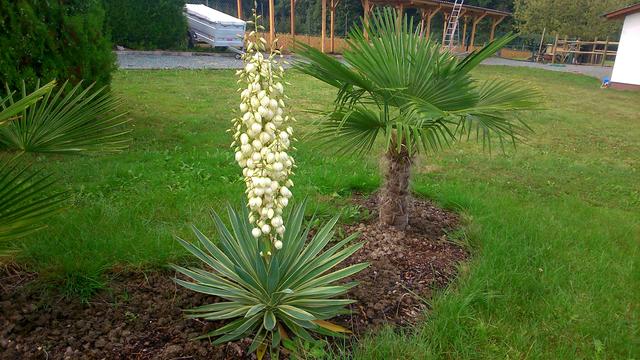 Palmlilie - Yucca - Agavengewchse - Waidhofen/Thaya