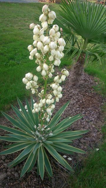 Palmlilie - Yucca - Agavengewchse - Waidhofen/Thaya