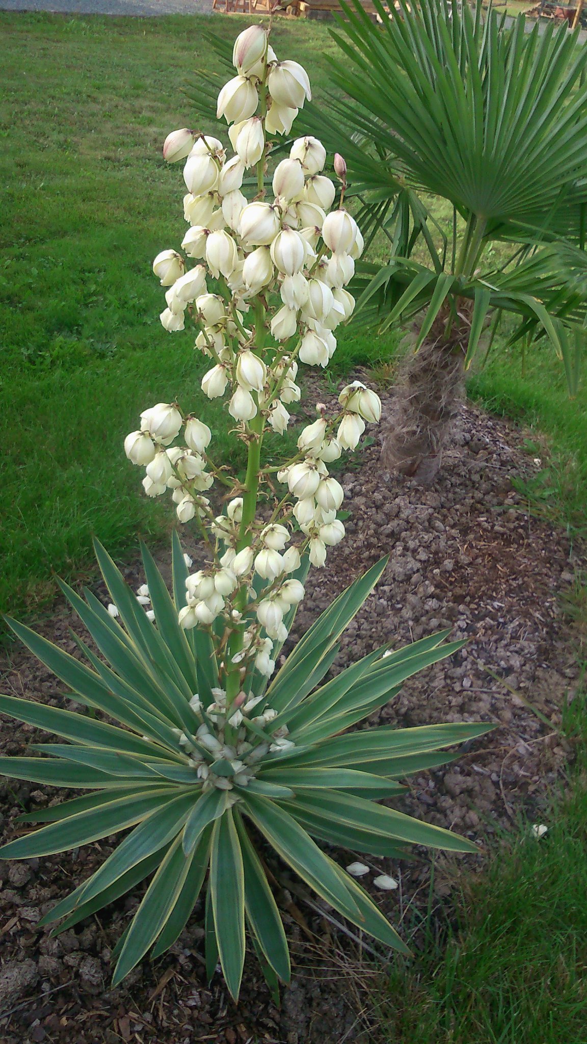 Palmlilie - Yucca - Agavengewchse - Waidhofen/Thaya