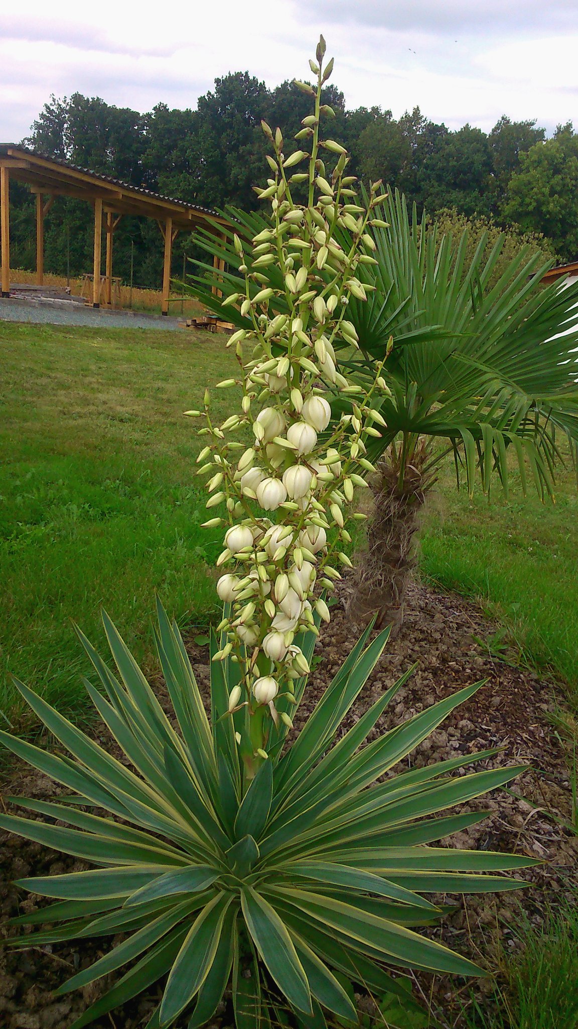 Palmlilie - Yucca - Agavengewchse - Waidhofen/Thaya
