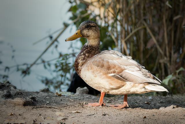 Foto: ©Alfred Kaipel - Digipic™ - www.digipic.at