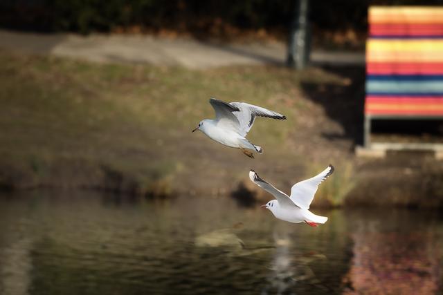 Foto: ©Alfred Kaipel - Digipic™ - www.digipic.at