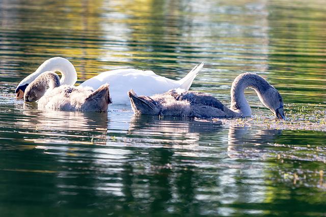 Foto: ©Alfred Kaipel - Digipic™ - www.digipic.at