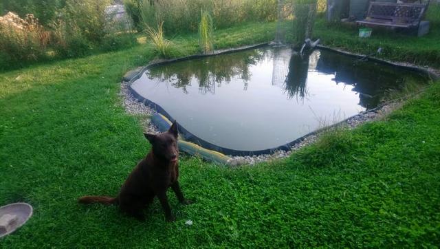 Wasserratte Duke kurz vor der Abkühlung