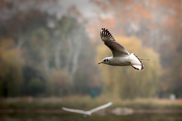 Foto: ©Alfred Kaipel - Digipic™ - www.digipic.at