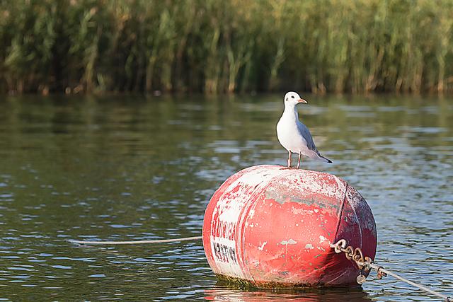 Foto: ©Alfred Kaipel - Digipic™ - www.digipic.at