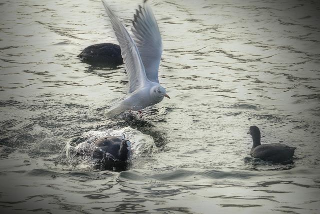 Foto: ©Alfred Kaipel - Digipic™ - www.digipic.at