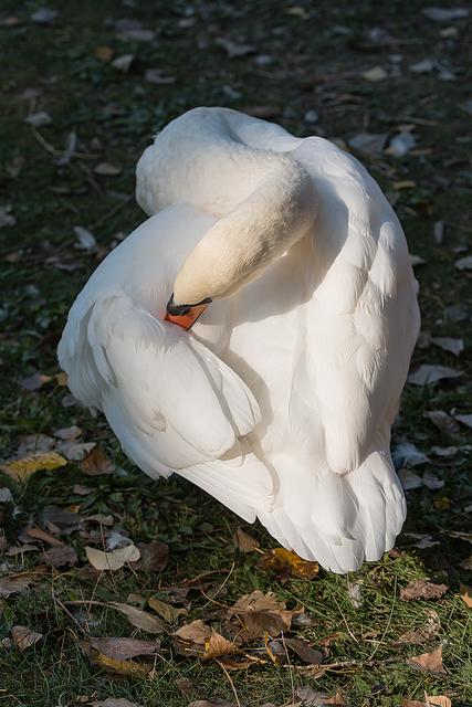 Foto: ©Alfred Kaipel - Digipic™ - www.digipic.at