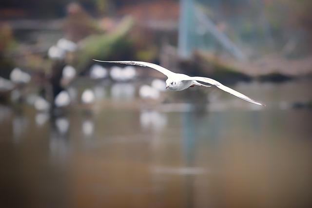 Foto: ©Alfred Kaipel - Digipic™ - www.digipic.at