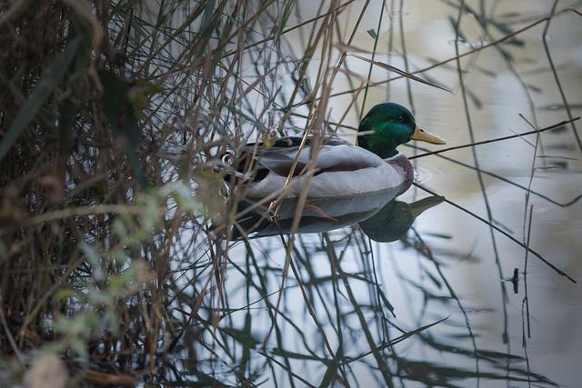 Foto: ©Alfred Kaipel - Digipic™ - www.digipic.at