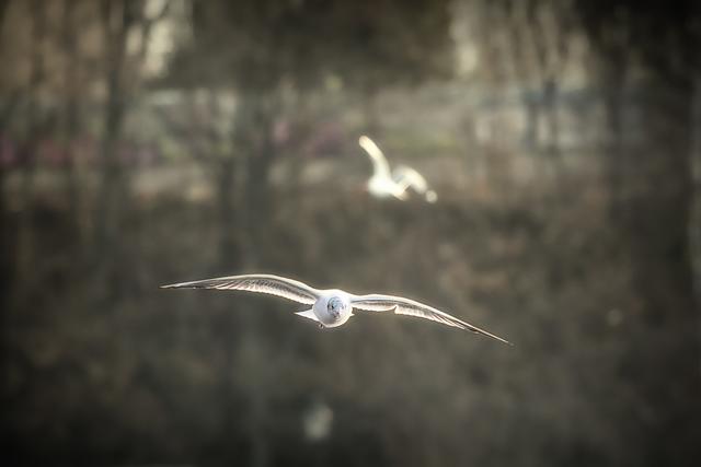 Foto: ©Alfred Kaipel - Digipic™ - www.digipic.at