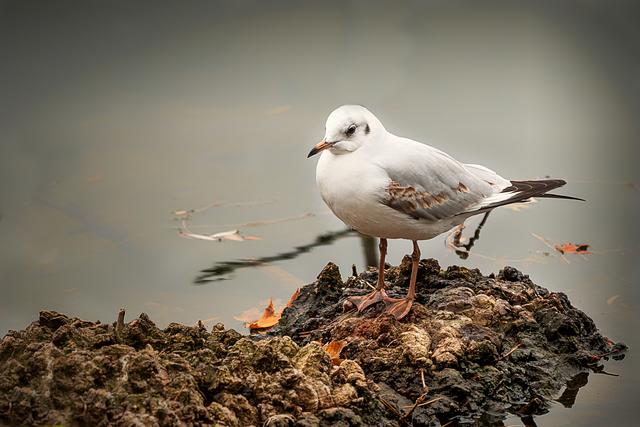 Foto: ©Alfred Kaipel - Digipic™ - www.digipic.at